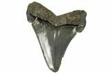 Serrated, Angustidens Tooth - Megalodon Ancestor #115734-1